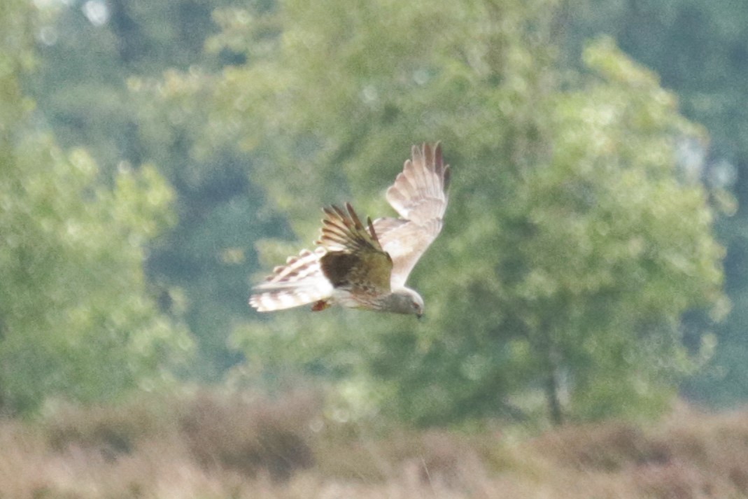 Montagu's Harrier - ML620446784