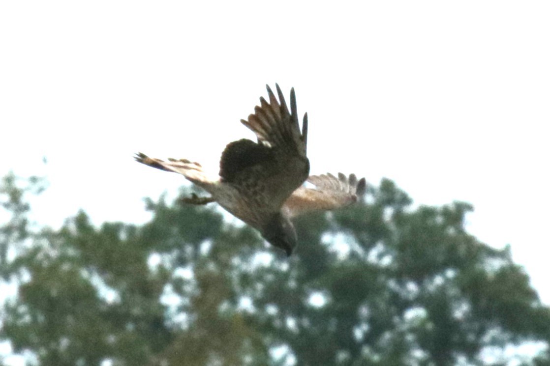 Montagu's Harrier - Jan Roedolf