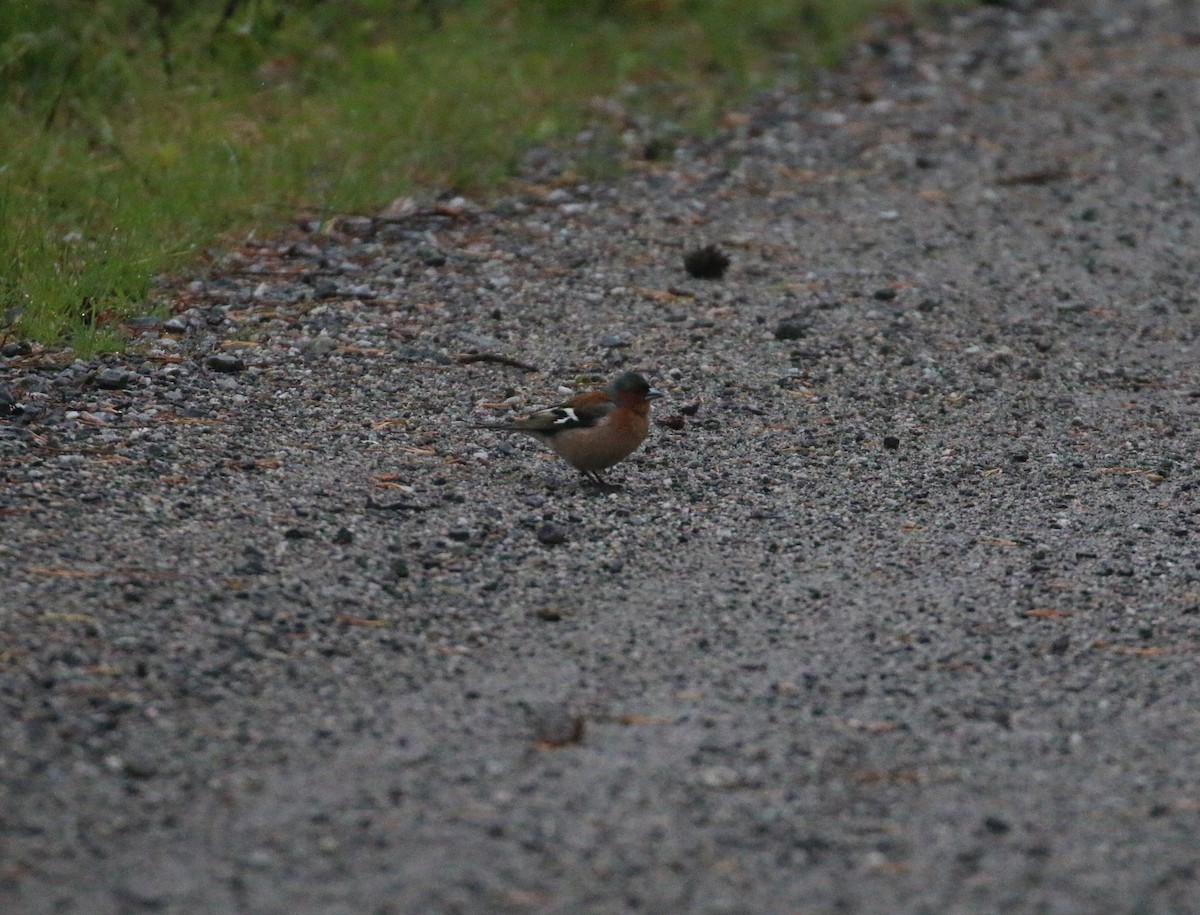 Common Chaffinch - ML620446787