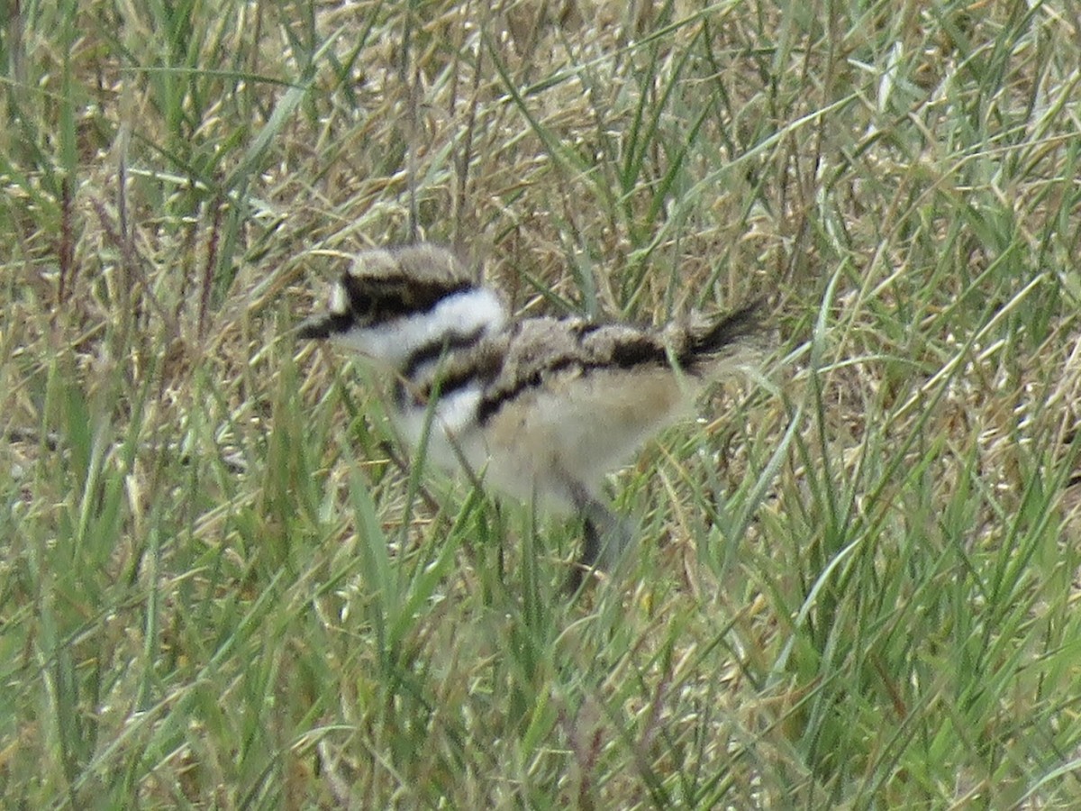 Killdeer - ML620446788