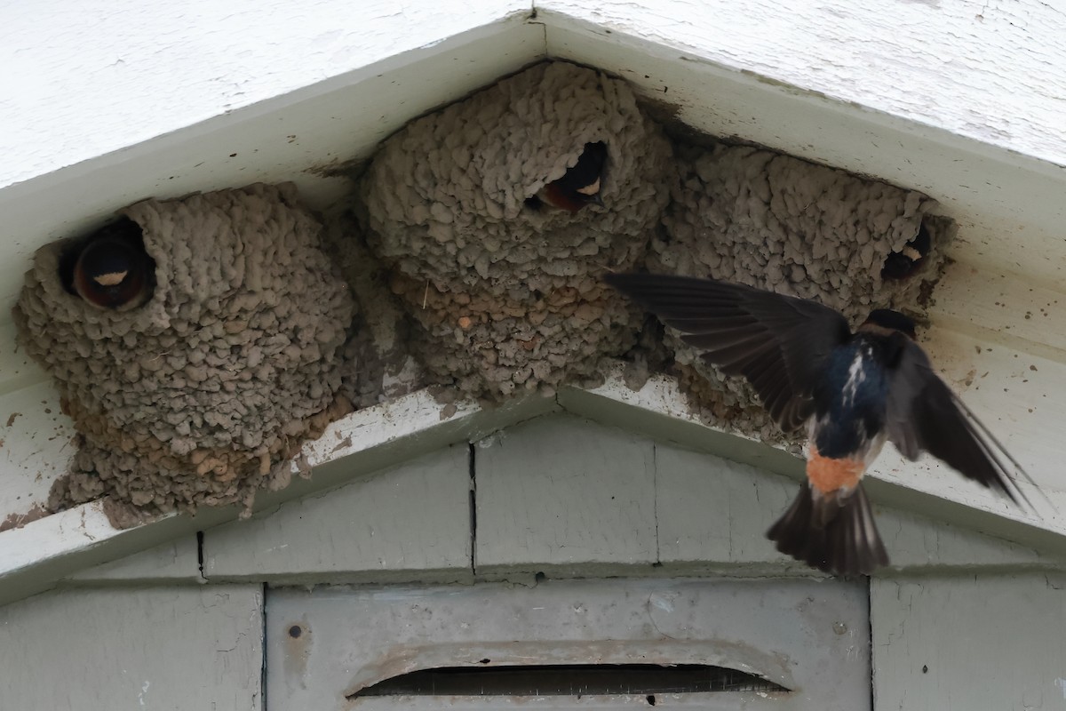 Cliff Swallow - ML620446793