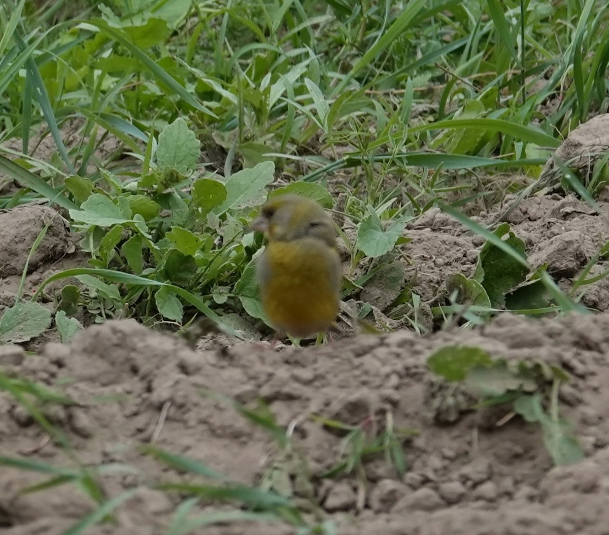 European Greenfinch - ML620446797