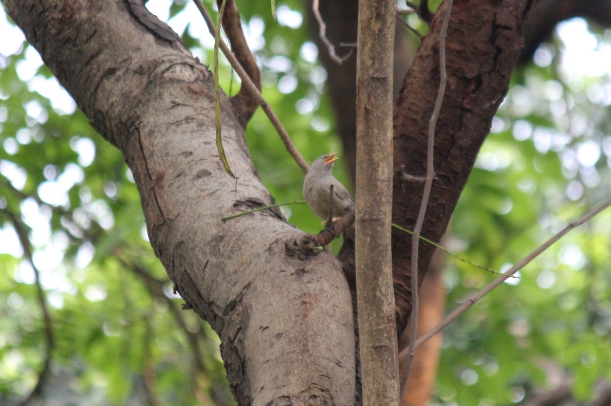 Jungle Babbler - ML620446801