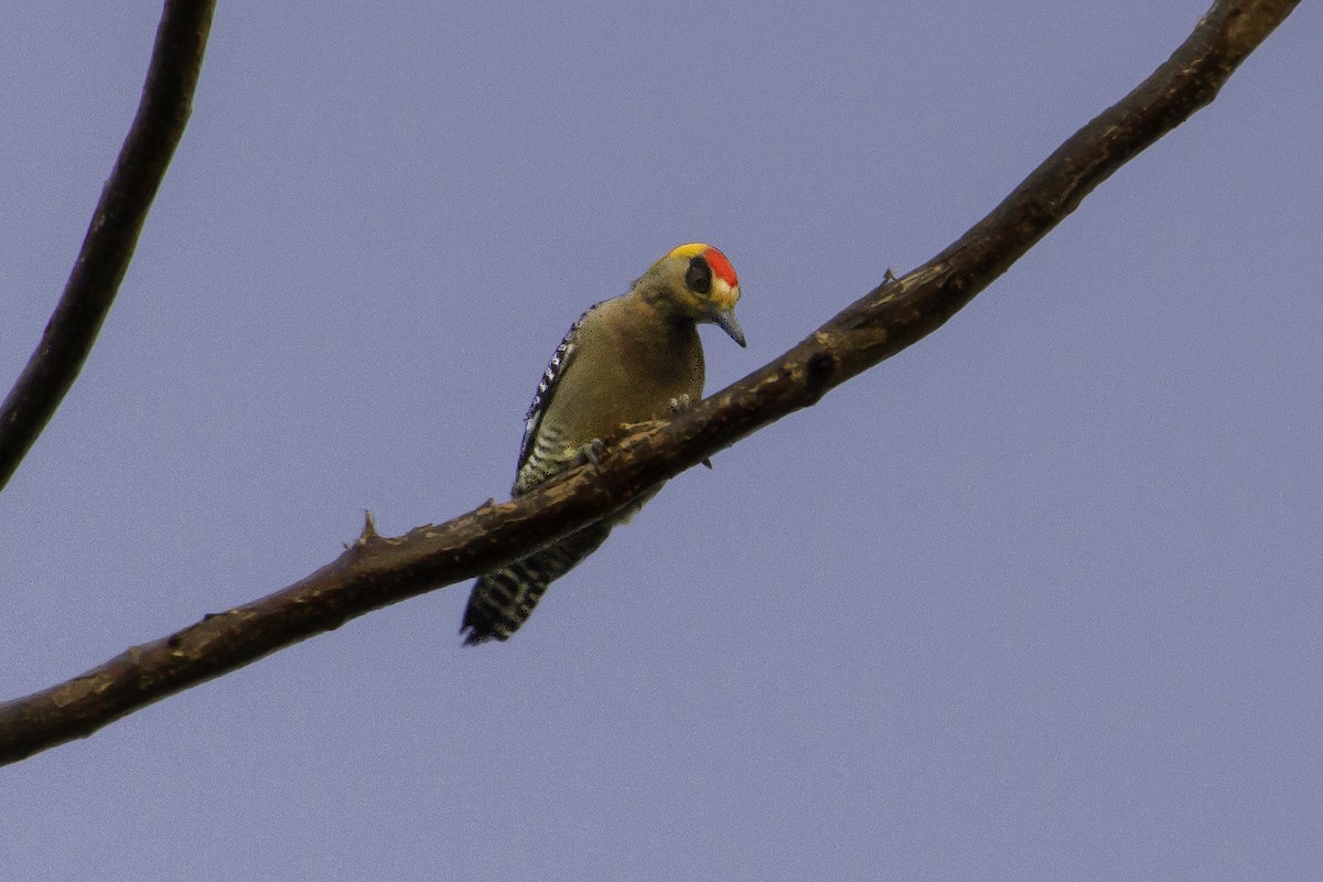 Golden-cheeked Woodpecker - ML620446814