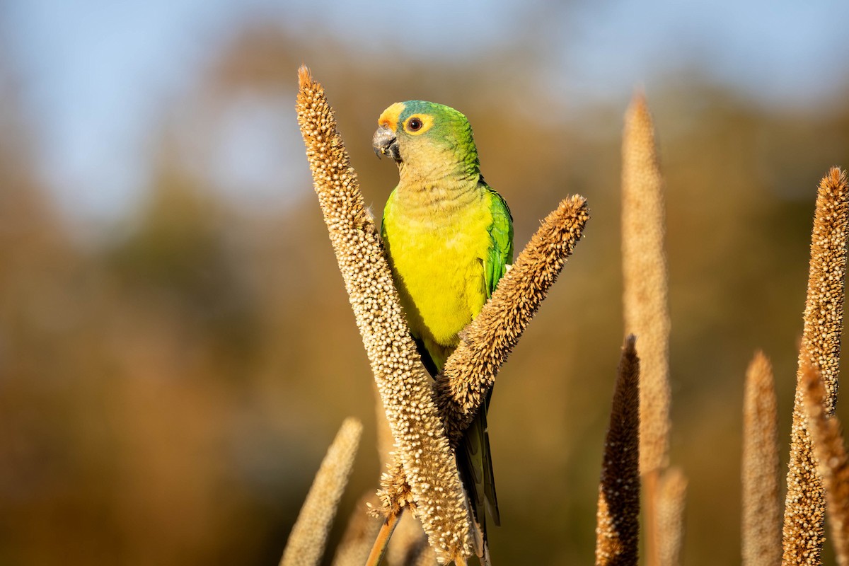 Peach-fronted Parakeet - ML620446825