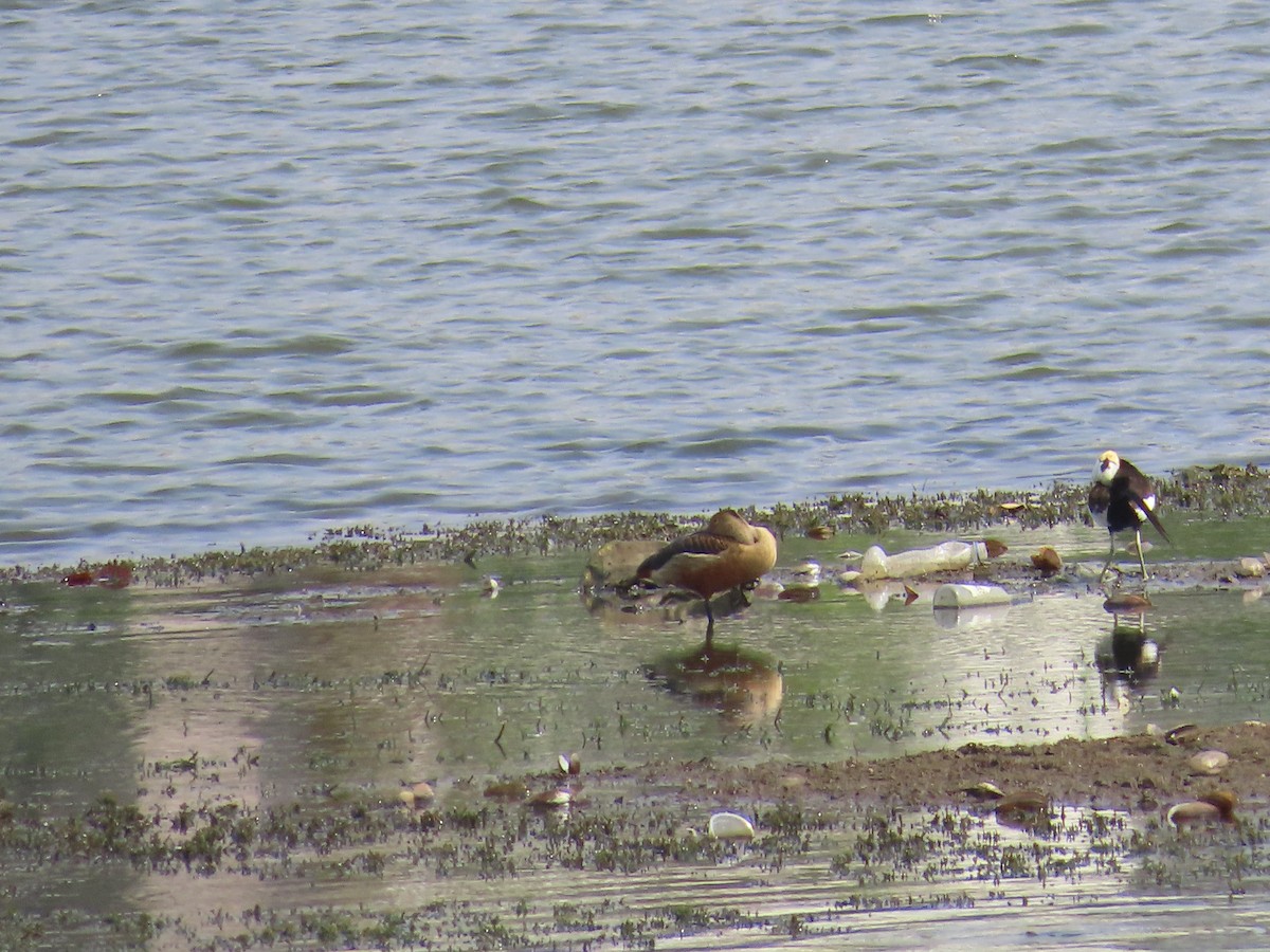 Lesser Whistling-Duck - ML620446828