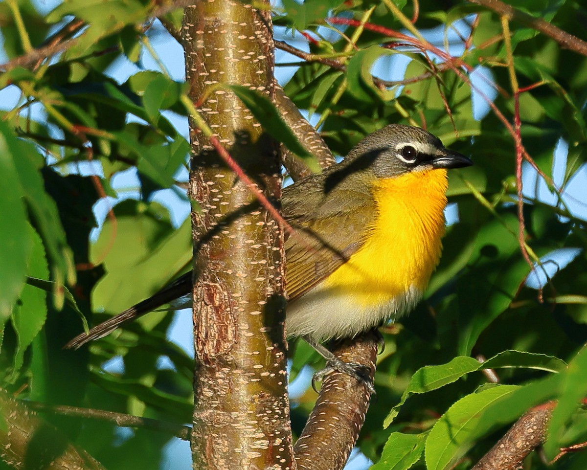Yellow-breasted Chat - ML620446834
