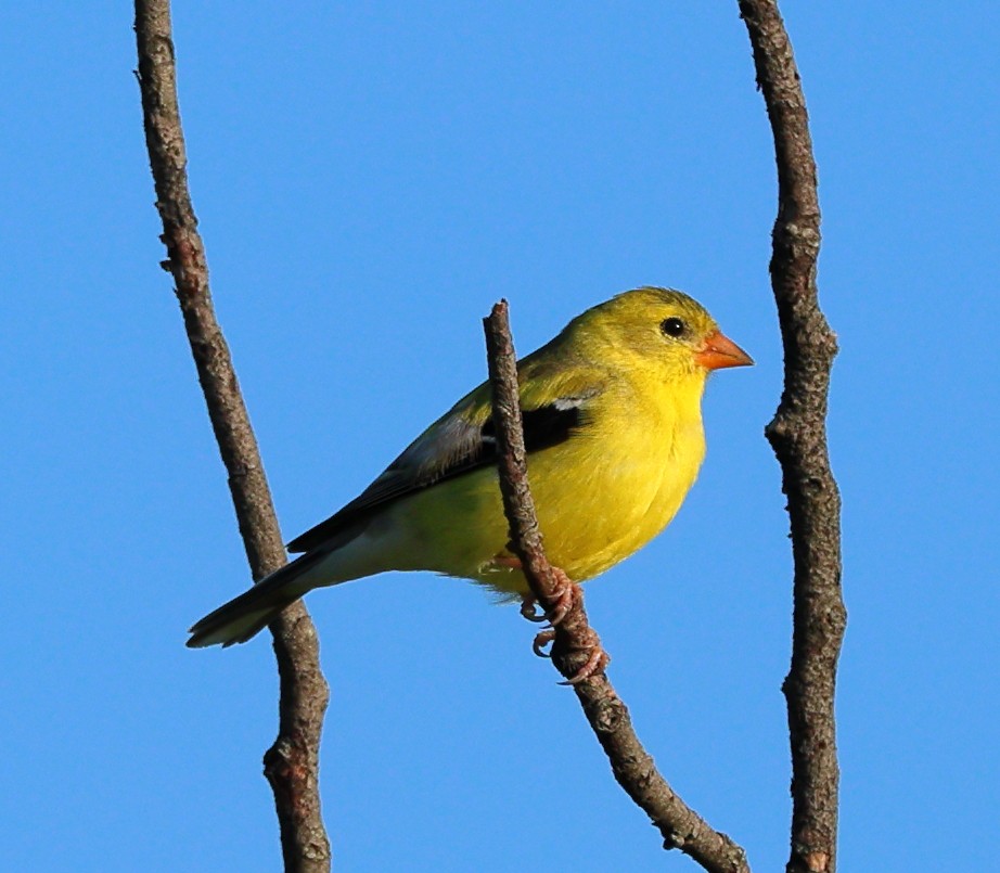 Chardonneret jaune - ML620446836