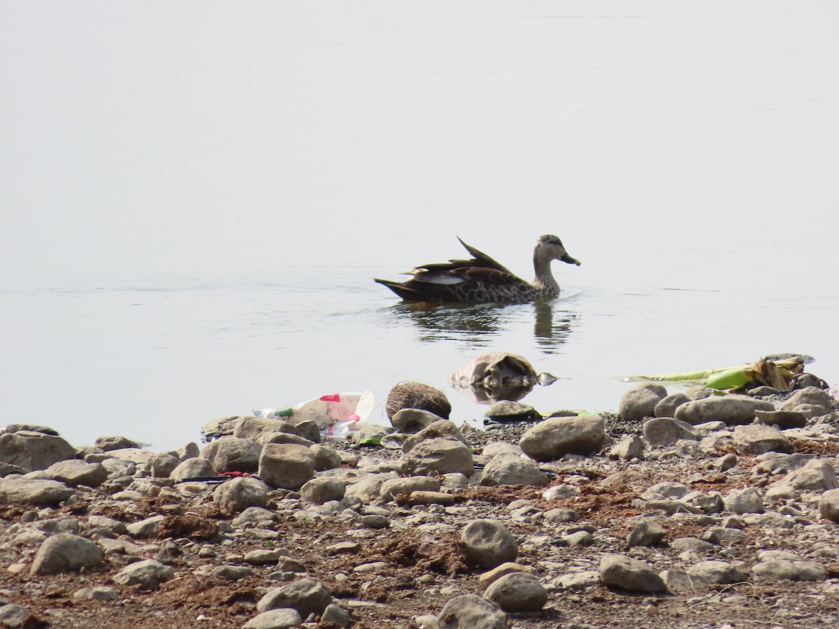 Indian Spot-billed Duck - ML620446838