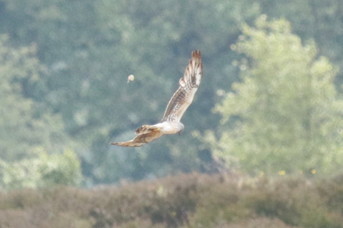 Montagu's Harrier - ML620446839