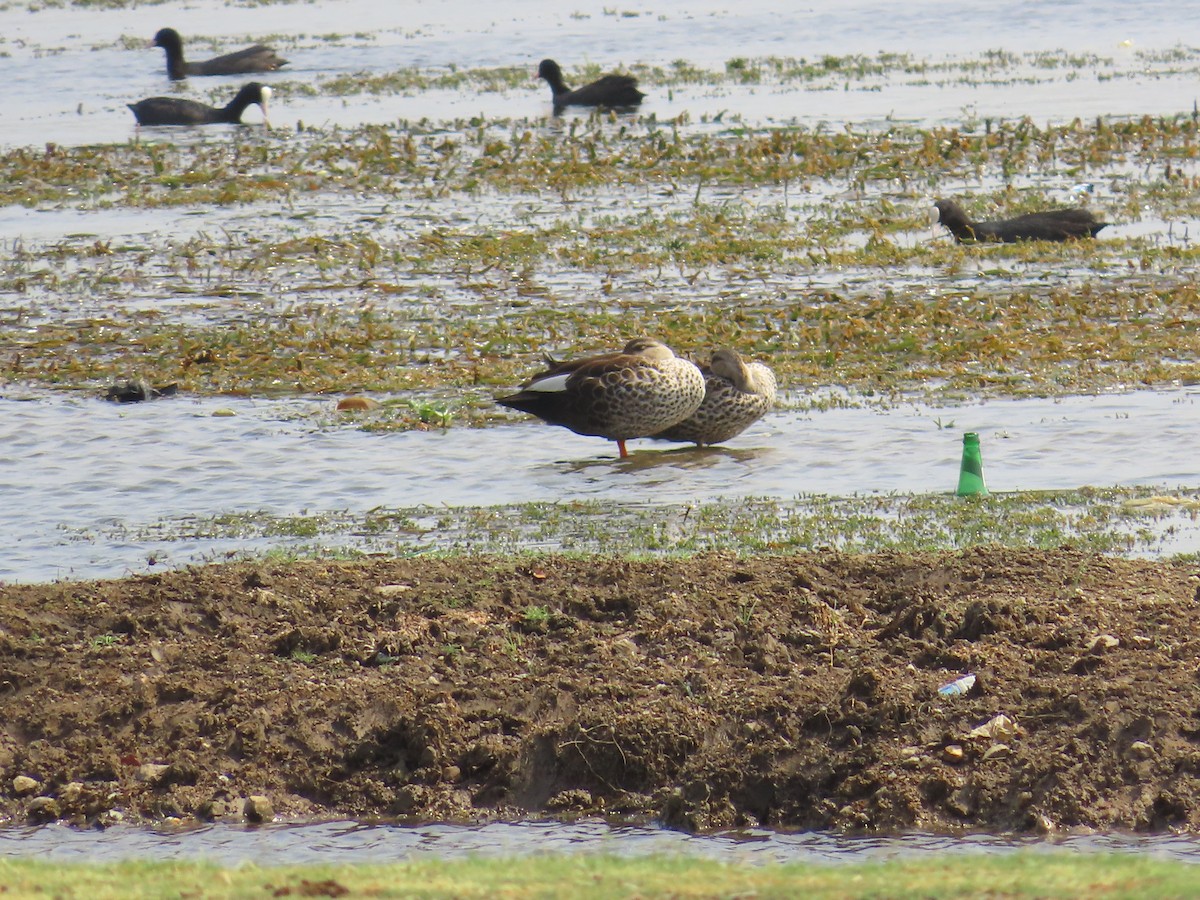 Indian Spot-billed Duck - ML620446841