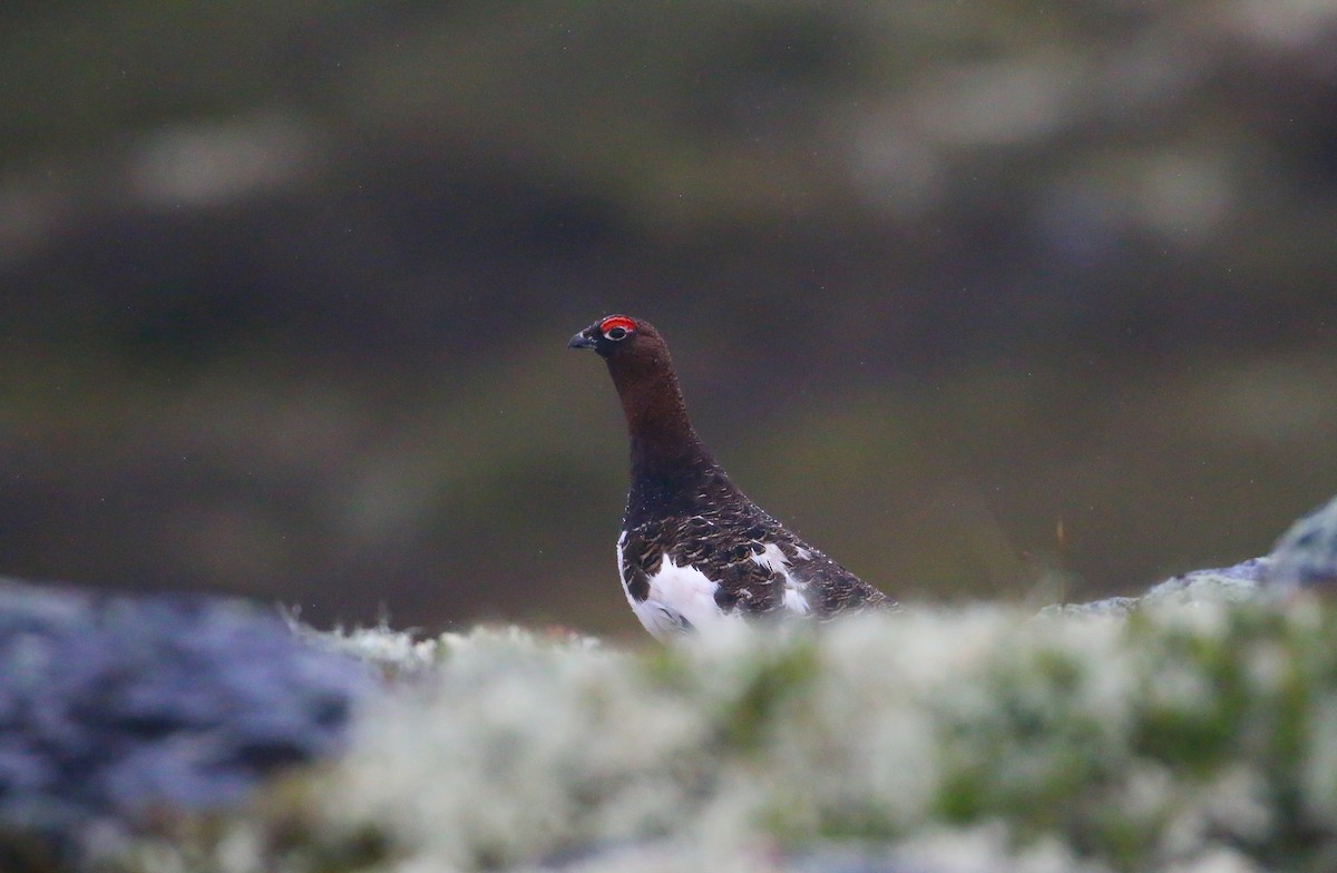 Willow Ptarmigan (Willow) - ML620446844