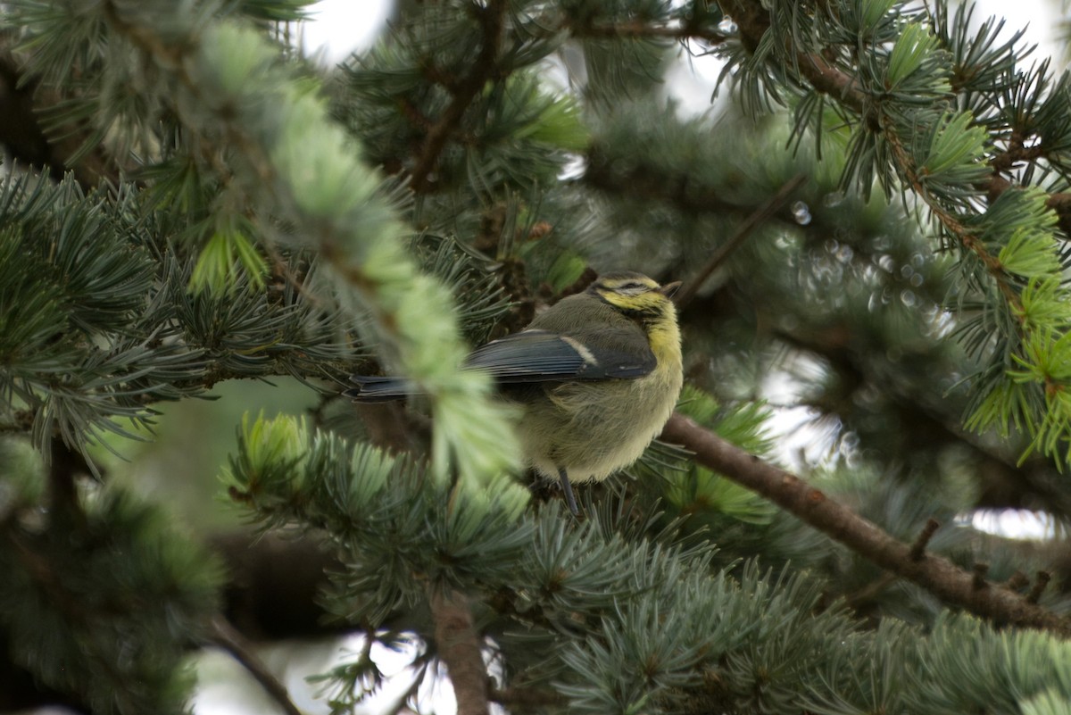 Eurasian Blue Tit - ML620446847