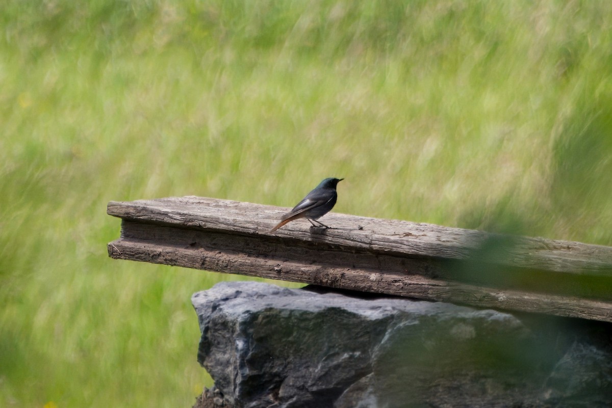 Black Redstart - ML620446853