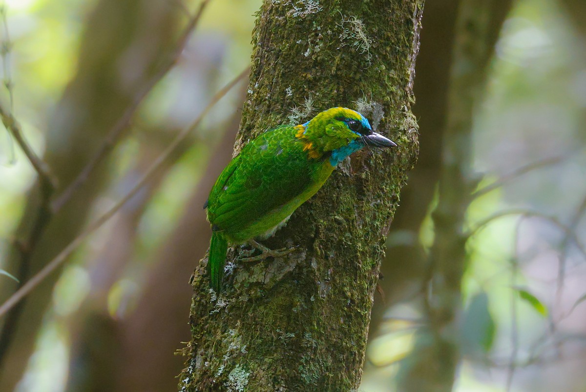 Golden-naped Barbet - ML620446856