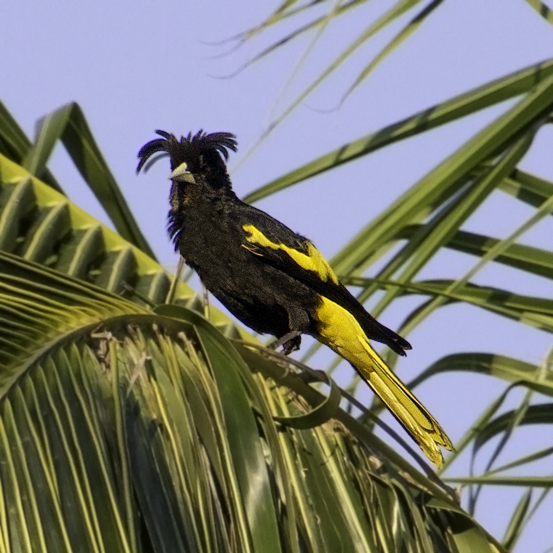 Yellow-winged Cacique - ML620446863