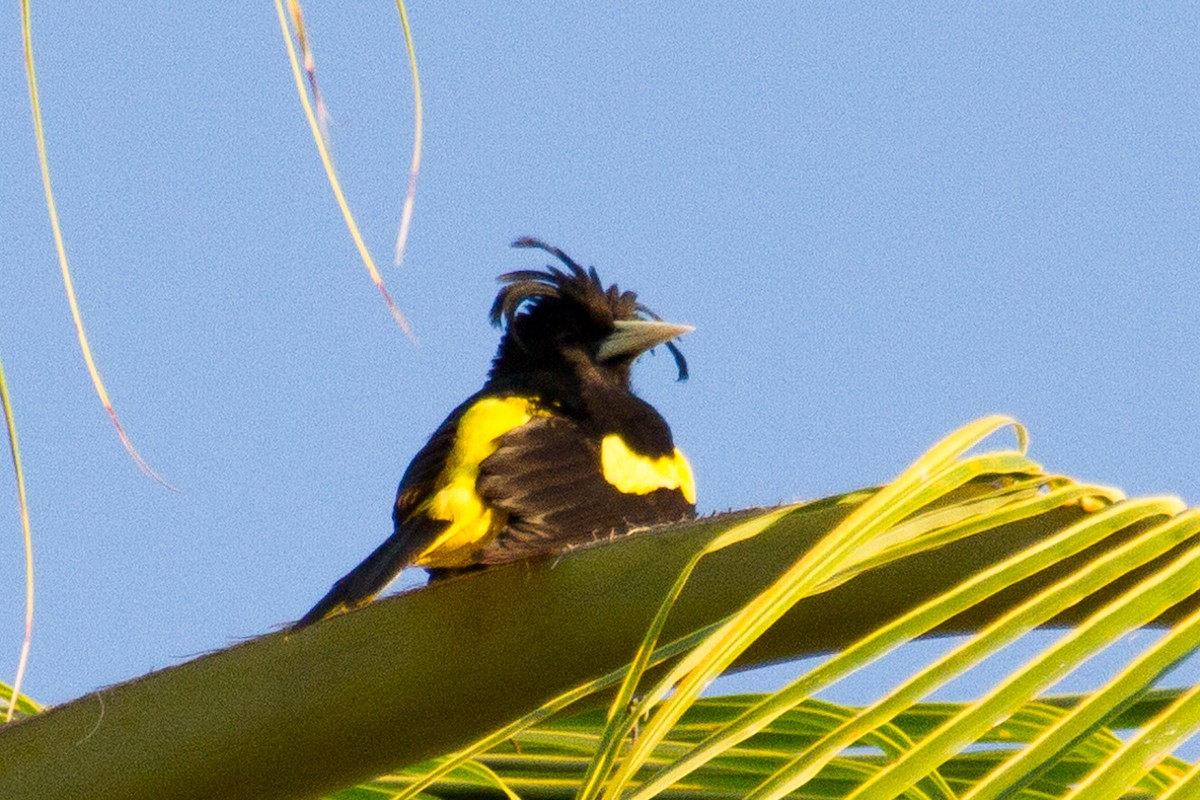 Yellow-winged Cacique - ML620446865
