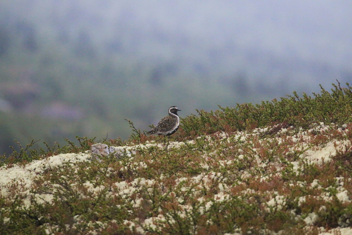 European Golden-Plover - ML620446867