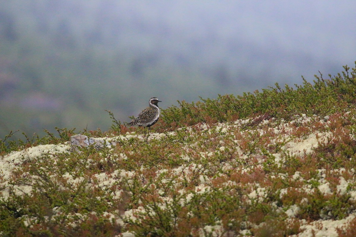 European Golden-Plover - ML620446868