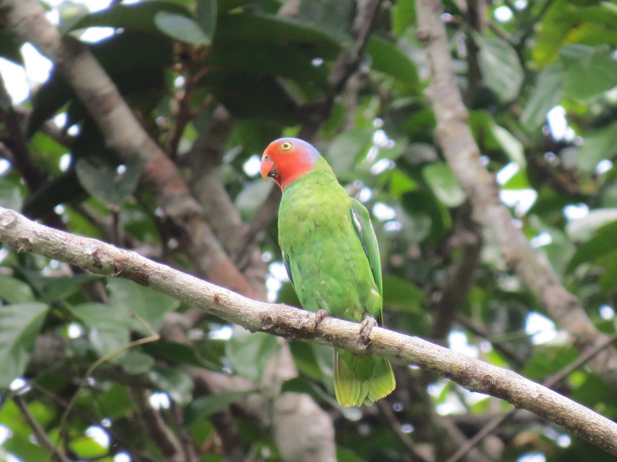 Red-cheeked Parrot - ML620446869