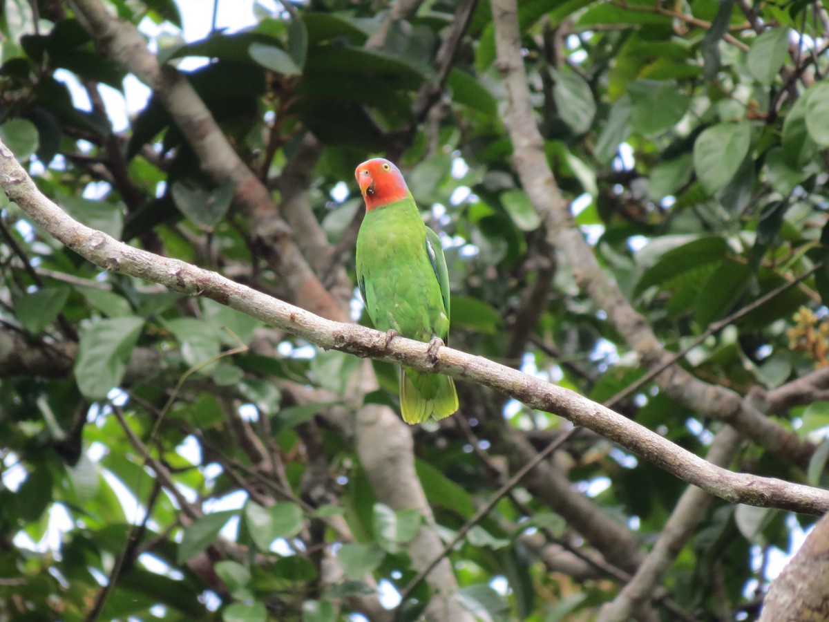 Red-cheeked Parrot - ML620446874