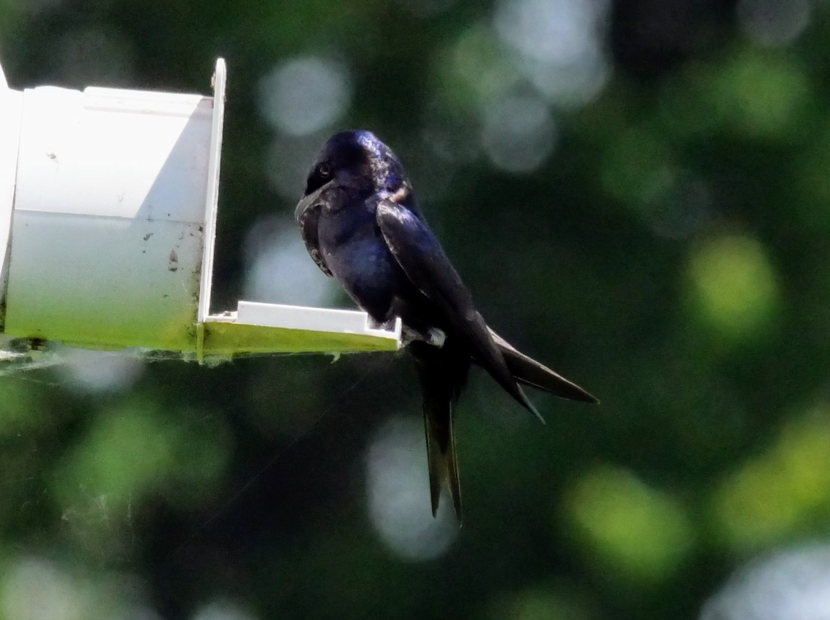 Purple Martin - ML620446878