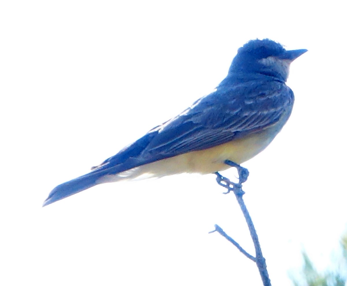 Cassin's Kingbird - ML620446879