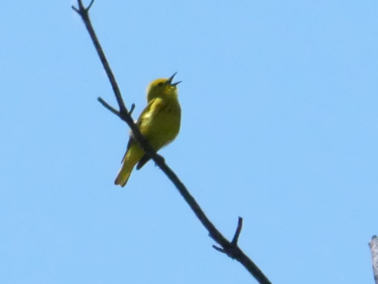 Yellow Warbler - ML620446882