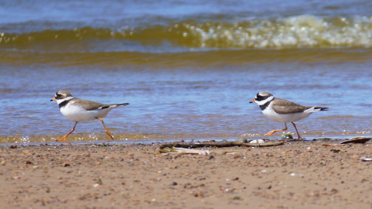 Common Ringed Plover - ML620446889