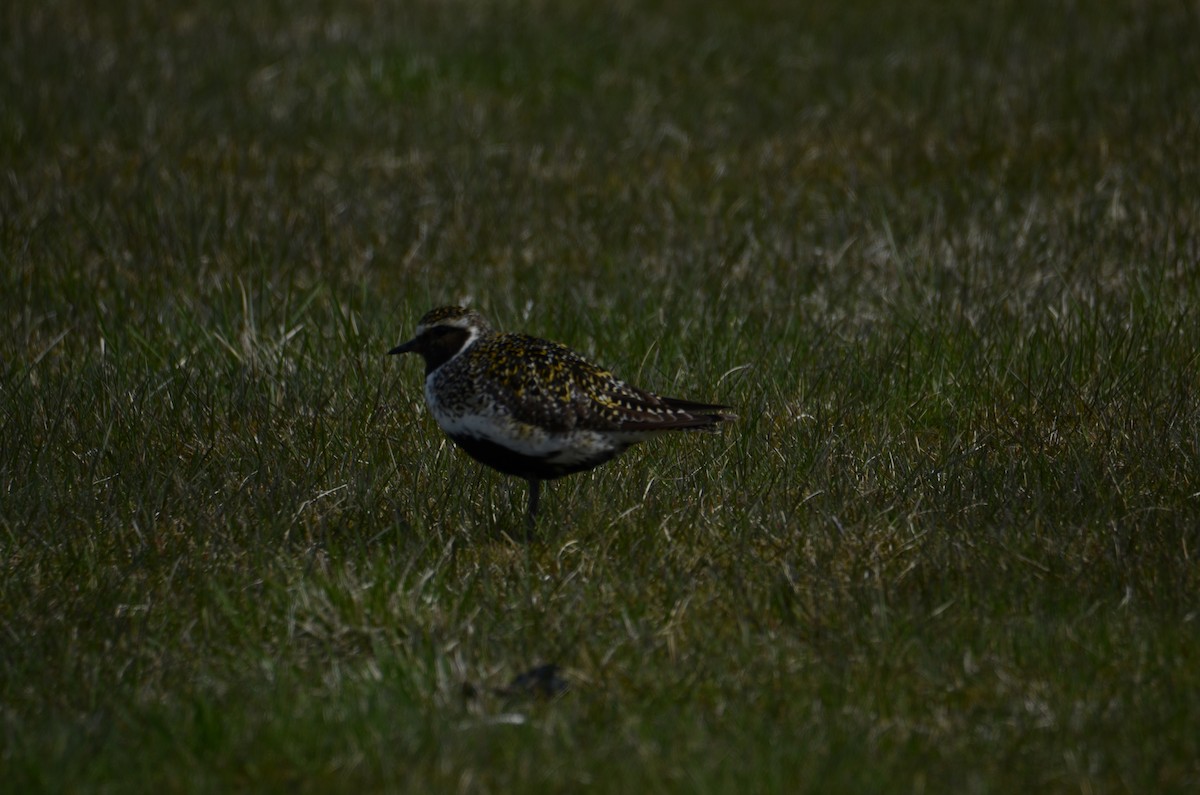 European Golden-Plover - ML620446898