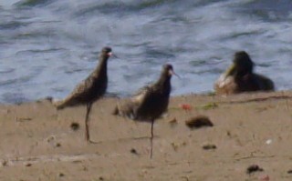 Spotted Redshank - ML620446899