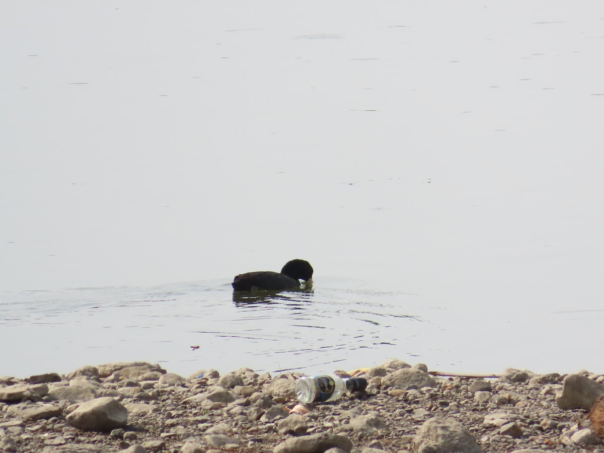 Eurasian Coot - ML620446901