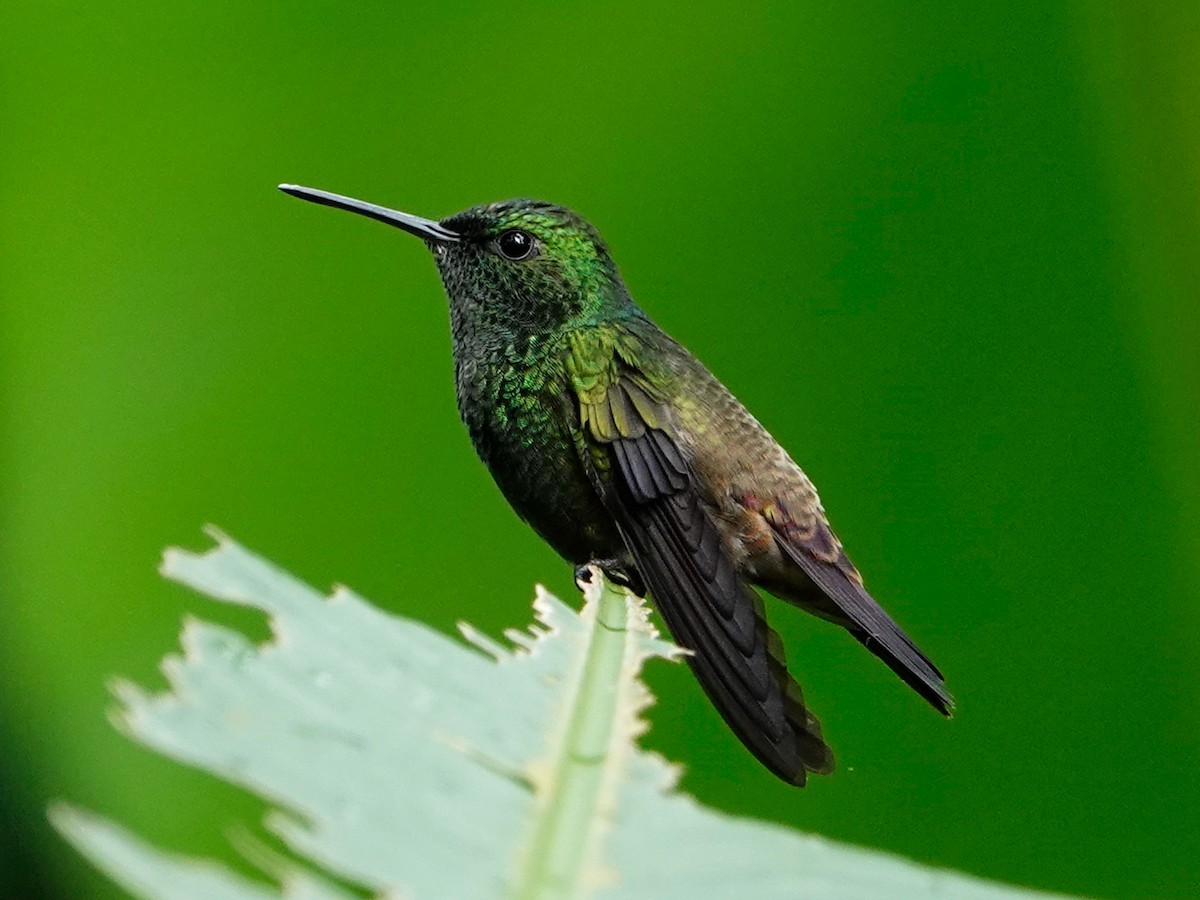 Green-bellied Hummingbird - ML620446905
