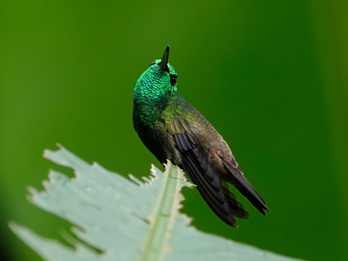 Green-bellied Hummingbird - ML620446906