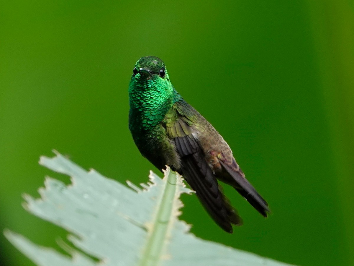 kolibřík zelenobřichý - ML620446907