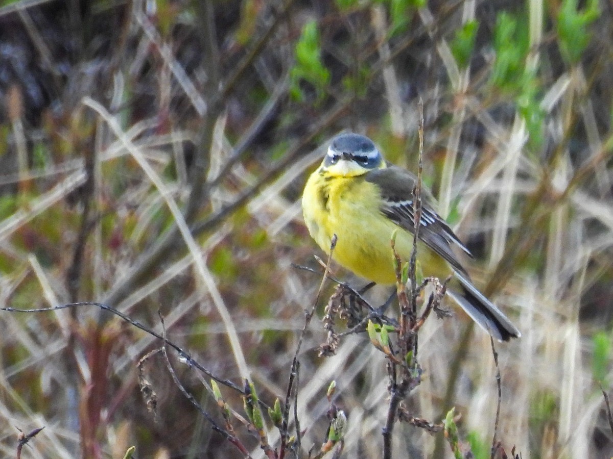 Eastern Yellow Wagtail - ML620446913