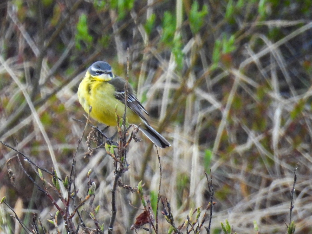 Eastern Yellow Wagtail - ML620446914