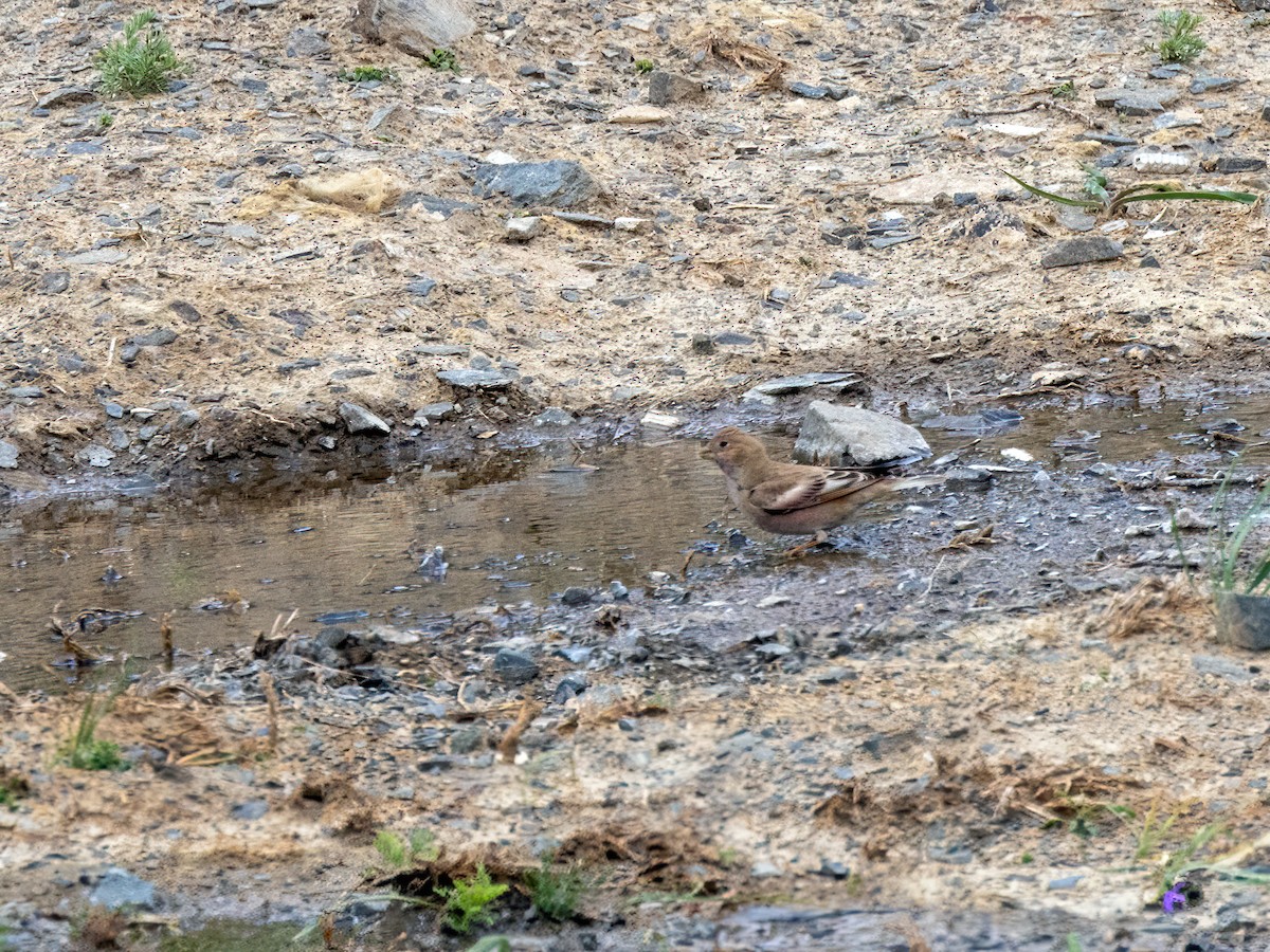 Mongolian Finch - ML620446918