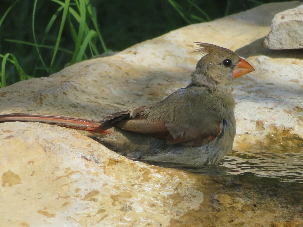 Northern Cardinal - ML620446921