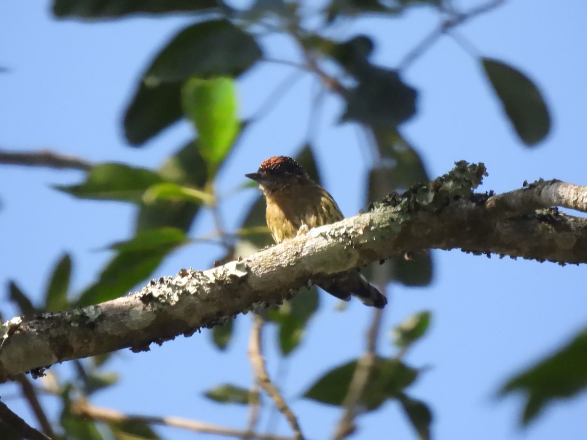 Olivaceous Piculet - ML620446923