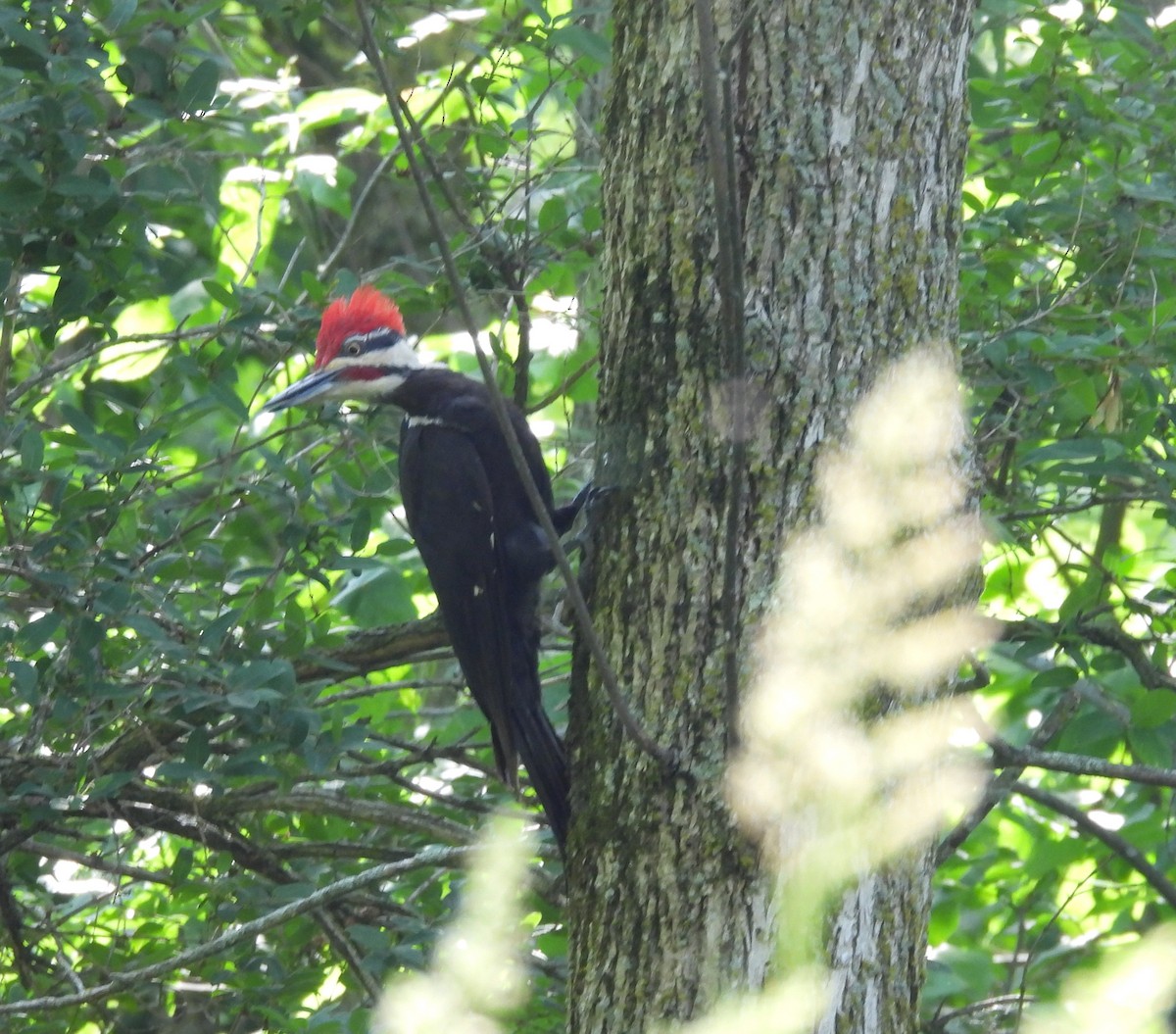 Pileated Woodpecker - ML620446924