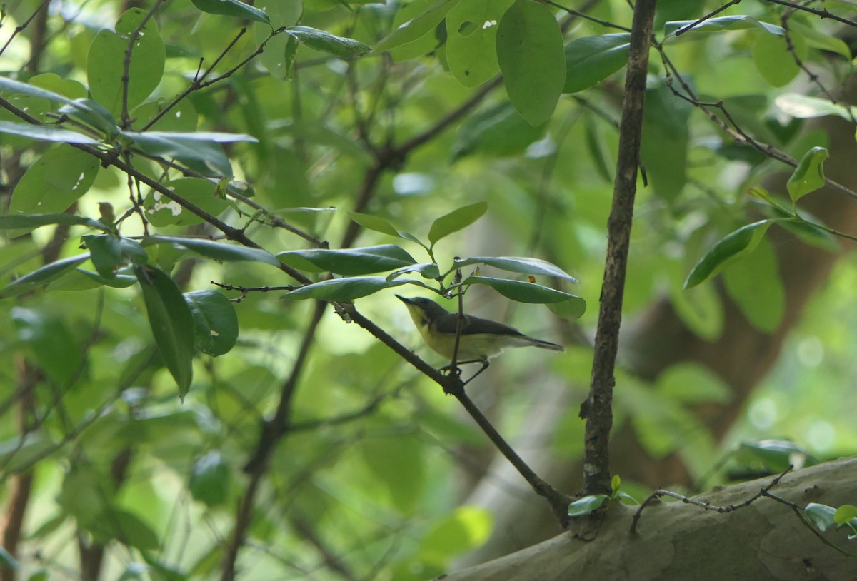 Golden-bellied Gerygone - ML620446925