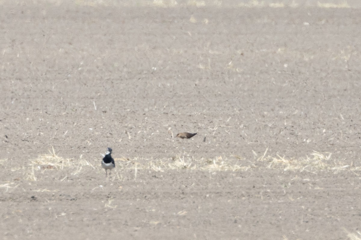 Black-winged Pratincole - ML620446944