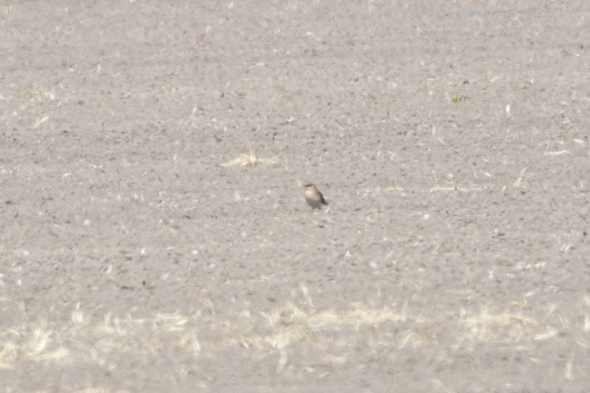 Black-winged Pratincole - ML620446945