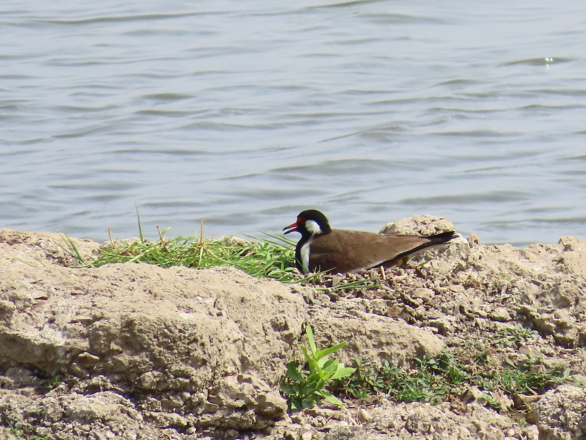 Red-wattled Lapwing - ML620446946