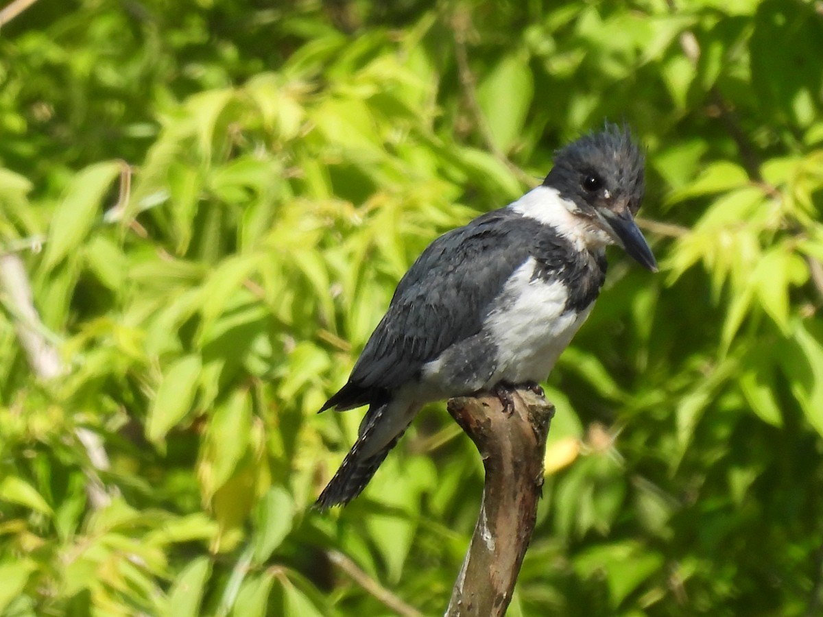 Belted Kingfisher - ML620446950