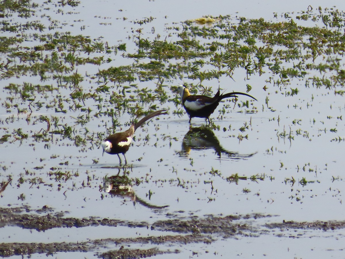 Pheasant-tailed Jacana - ML620446959