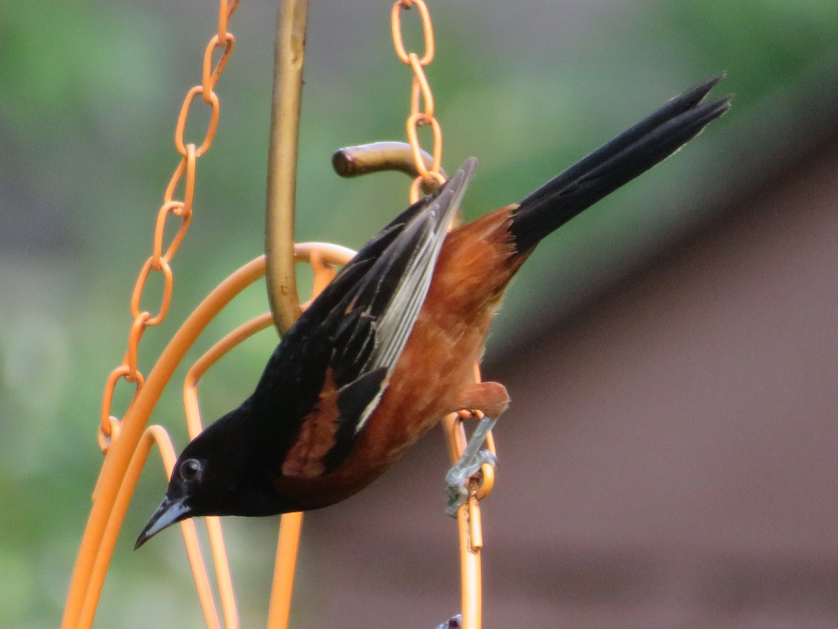 Orchard Oriole - ML620446960