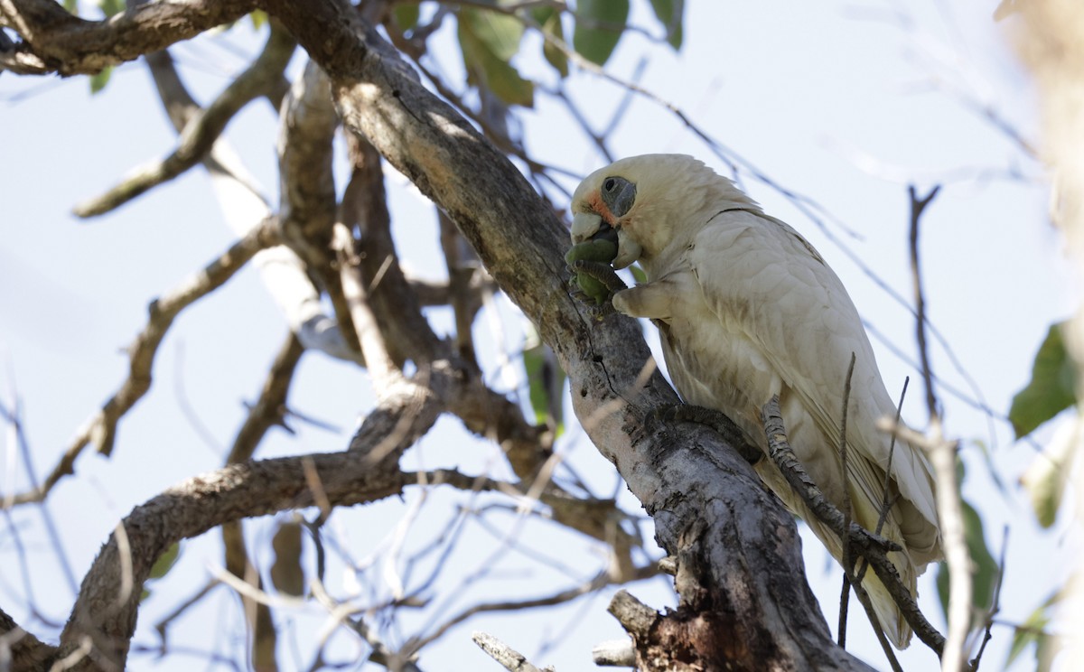 Western Corella - ML620446969