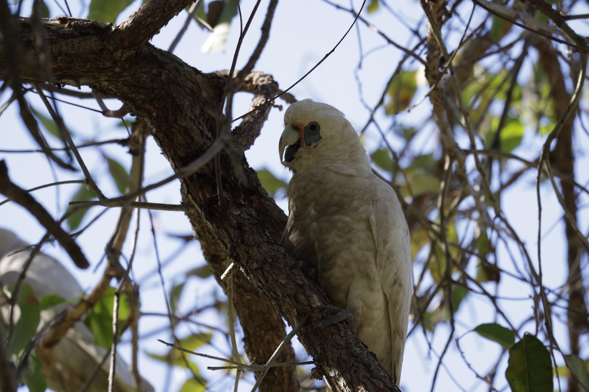 Cacatúa Cavadora - ML620446970